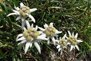 27 Stelle alpine  (Leontopodium alpinum)